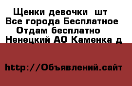 Щенки девочки 4шт - Все города Бесплатное » Отдам бесплатно   . Ненецкий АО,Каменка д.